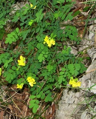 Hippocrepis emerus emerus