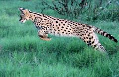 Leptailurus serval serval