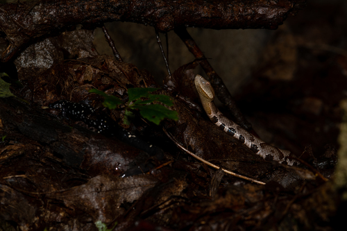 Eastern Copperhead photographed in Pennsylvania