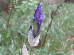 Iris pallida