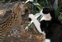 Leptailurus serval serval