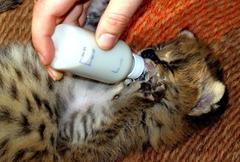 Leptailurus serval serval