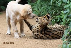 Leptailurus serval serval