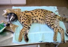 Leptailurus serval serval