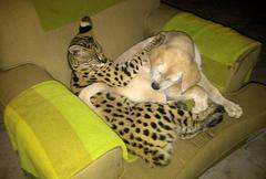 Leptailurus serval serval