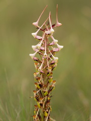 Disa cooperi