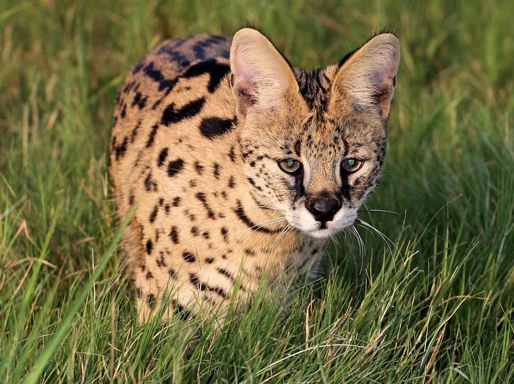 Southern Serval from Blyde River Near Hoedspruit: Blyde riverine forest ...