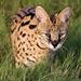 Servals - Photo (c) Wynand Uys, some rights reserved (CC BY), uploaded by Wynand Uys