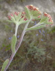 Helichrysum spiralepis