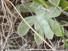 Helichrysum spiralepis