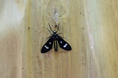 Leucotmemis nexa
