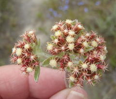 Helichrysum spiralepis