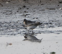 Calidris bairdii