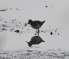 Calidris bairdii