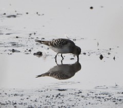 Calidris bairdii