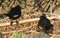 Onychognathus nabouroup