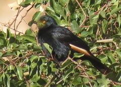 Onychognathus nabouroup