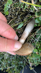 Leccinum rotundifoliae