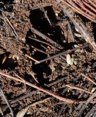 Camponotus niveosetosus