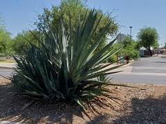 Agave
