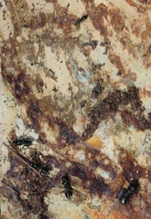 Camponotus niveosetosus