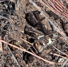 Camponotus niveosetosus