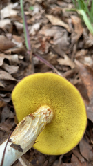 Aureoboletus betula