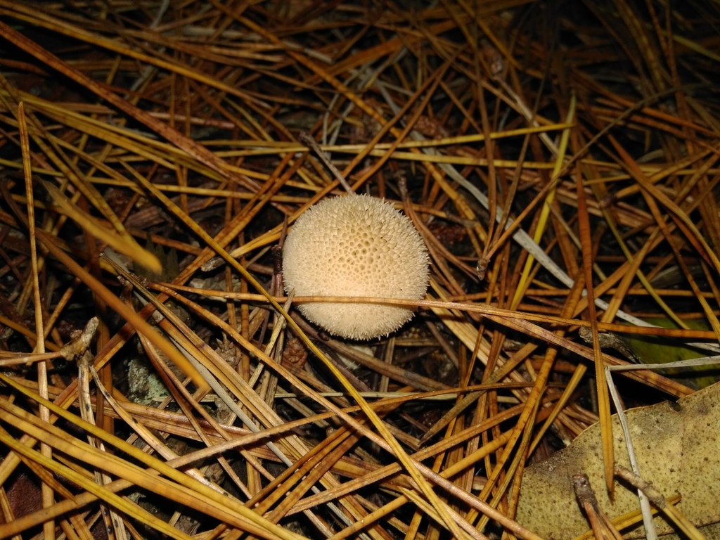 Lycoperdon perlatum · April 2018 · photo: © cristianriquelme (iNaturalist, cc-by)