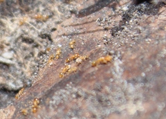 Solenopsis punctaticeps