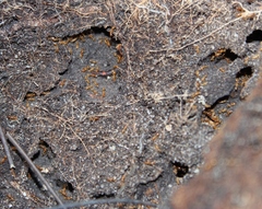 Solenopsis punctaticeps