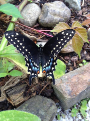 Papilio polyxenes