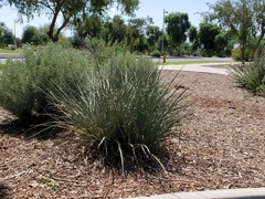 Hesperaloe parviflora