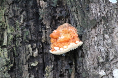 Fomitopsis schrenkii