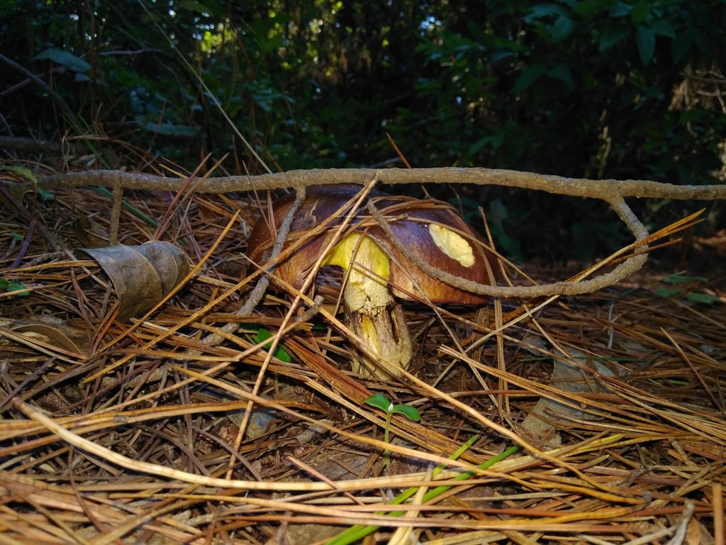 Suillus luteus · April 2018 · photo: © cristianriquelme (iNaturalist, cc-by)