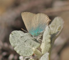 Callophrys viridis