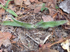 Tradescantia reverchonii
