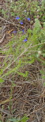 Lobelia flaccida