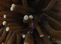 Ancylomenes sarasvati