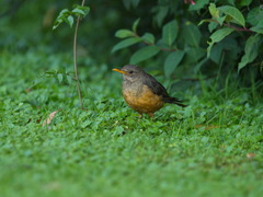 Turdus olivaceus pondoensis