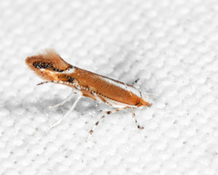 Cameraria quercivorella