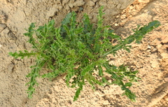 Cirsium arvense arvense