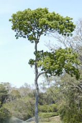 Astronium graveolens