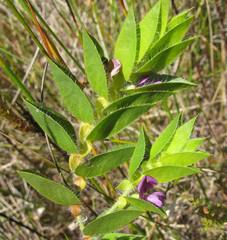 Psoralea imbricata