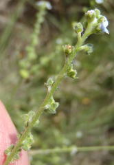 Myosotis graminifolia