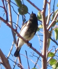 Cinnyris fuscus fuscus