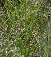 Myosotis graminifolia