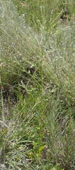 Myosotis graminifolia