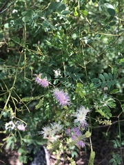 Mimosa dysocarpa