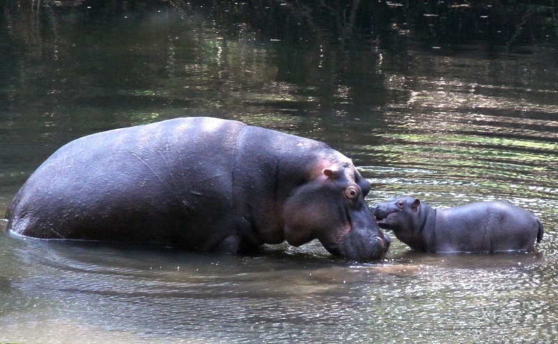Hipopótamo (Hippopotamus amphibius)