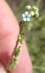 Myosotis graminifolia